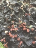 Peltigera horizontalis image