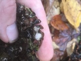 Peltigera horizontalis image