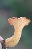 Cantharellus lateritius image