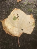 Rhytisma punctatum image