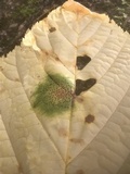 Rhytisma punctatum image