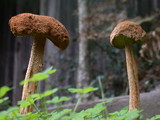 Battarrea phalloides image