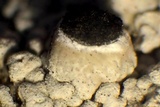 Thelomma californicum image