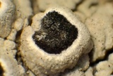 Thelomma californicum image