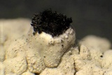 Thelomma californicum image