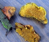 Pseudomerulius curtisii image