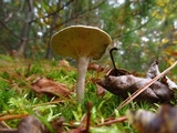 Cantharellula umbonata image