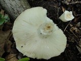 Russula variata image
