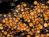 Scutellinia setosa image