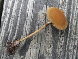 Agrocybe arvalis image
