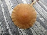 Agrocybe arvalis image