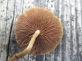 Agrocybe arvalis image