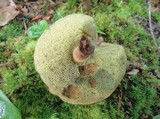 Boletus badius image