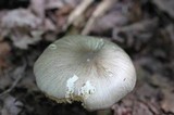 Megacollybia rodmani image