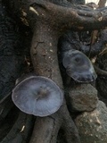 Omphalotus mexicanus image