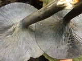 Omphalotus mexicanus image