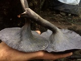 Omphalotus mexicanus image