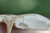 Megacollybia rodmani image