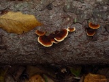 Gloeophyllum sepiarium image