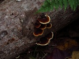 Gloeophyllum sepiarium image