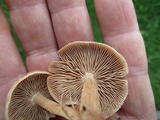 Gymnopus luxurians image