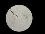 Gymnopus luxurians image