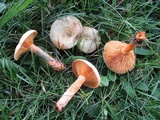 Lactarius deterrimus image