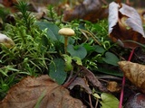 Cystoderma amianthinum image