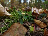 Cystoderma amianthinum image