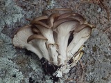 Pleurotus pulmonarius image