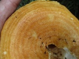 Lactarius psammicola image