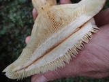 Lactarius psammicola image