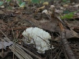 Ramariopsis kunzei image
