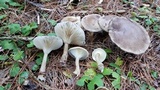 Pseudoclitocybe cyathiformis image