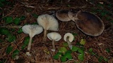 Pseudoclitocybe cyathiformis image