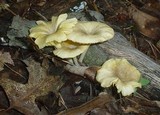 Chrysomphalina strombodes image