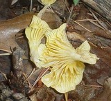 Chrysomphalina strombodes image