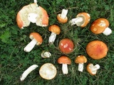 Russula xerampelina image