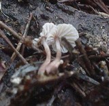 Collybia tuberosa image