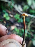 Xeromphalina cauticinalis image