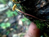 Xeromphalina cauticinalis image