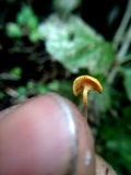 Xeromphalina cauticinalis image