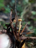 Xeromphalina cauticinalis image