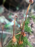 Xeromphalina cauticinalis image