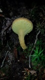 Pulveroboletus ravenelii image