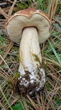 Boletus rubriceps image