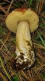 Boletus rubriceps image