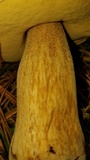 Boletus rubriceps image