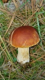 Boletus rubriceps image