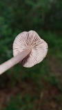 Mycena pura image